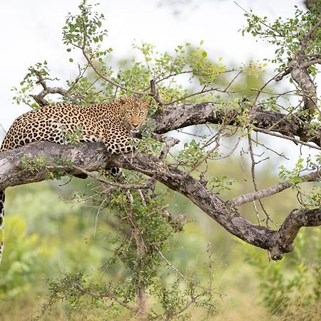 Serondella Safari Lodge Торнибуш-Гейм-Резерв Экстерьер фото