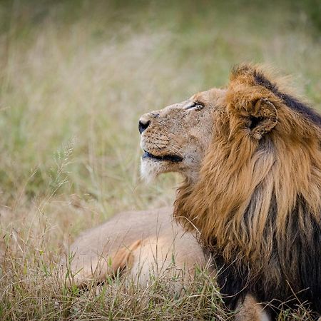 Serondella Safari Lodge Торнибуш-Гейм-Резерв Экстерьер фото
